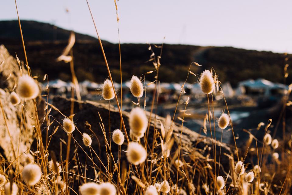 Grass Outdoor
