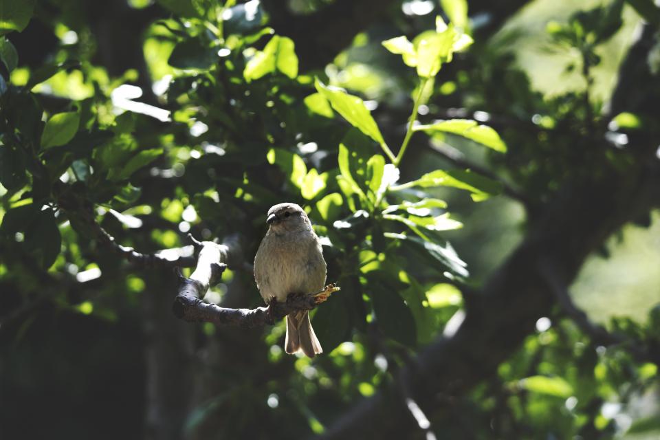 Animals Birds