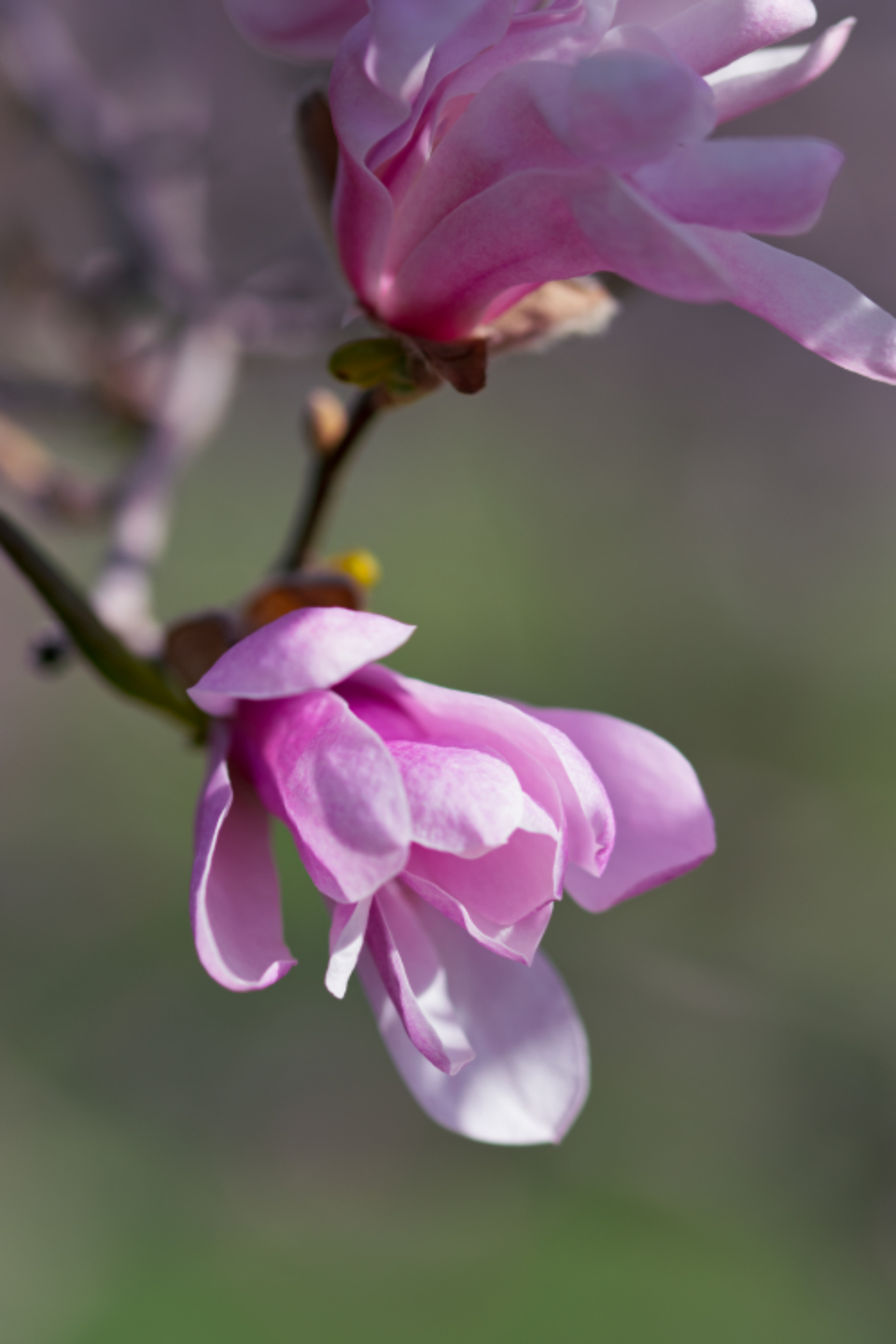 Pink Blossom