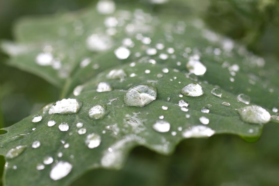 Leaves Green