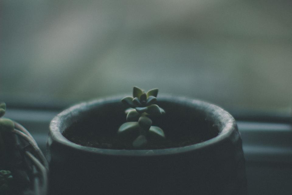 Green Plant