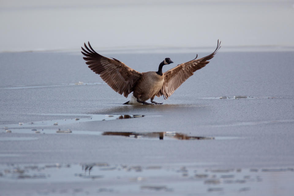 Goose Wildlife