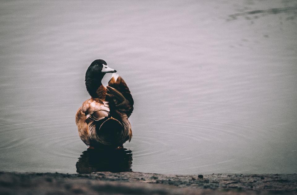 Bird Lake