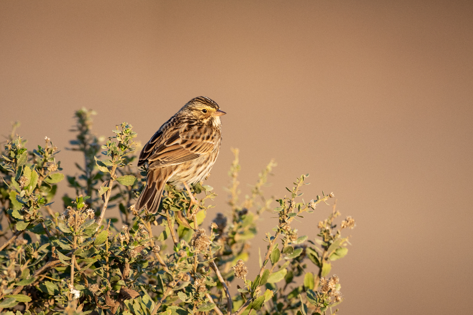 Bird Perched