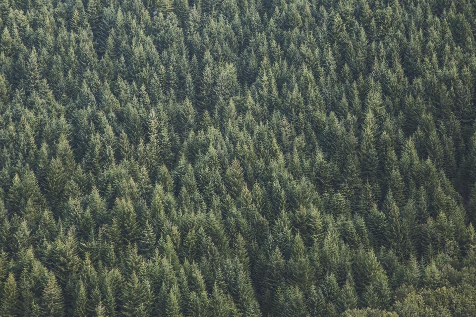 Green Trees