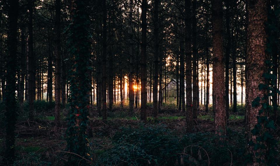 Woods Forest