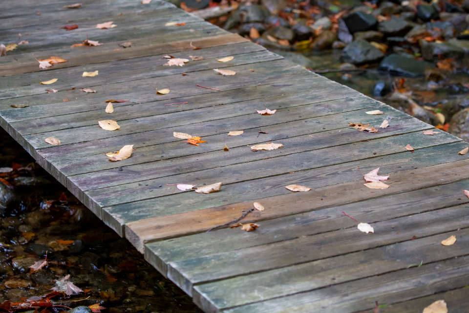 Fall Leaves