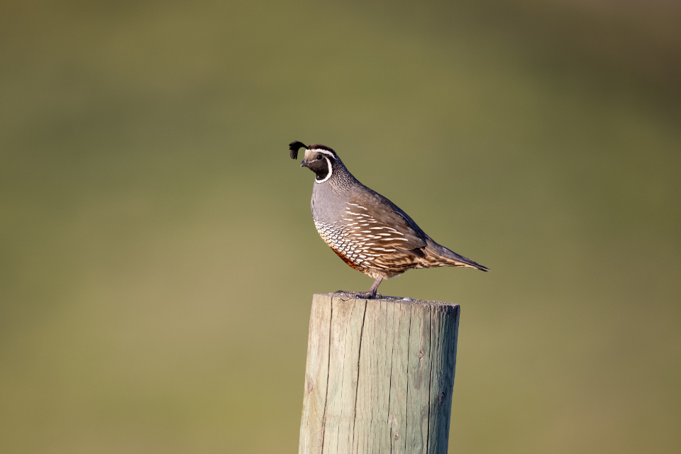 Bird Perched