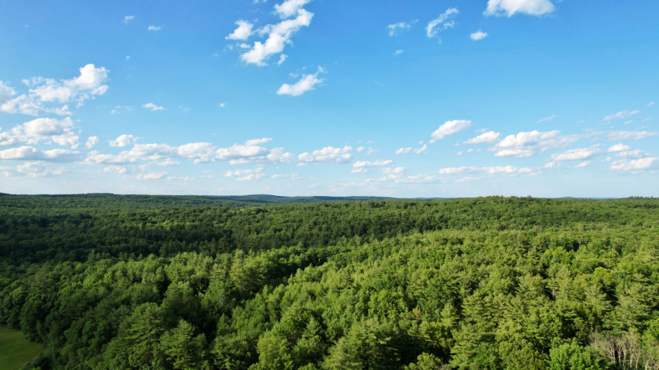 Forest Aerial