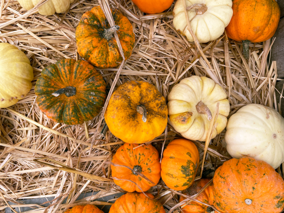Fall Pumpkins