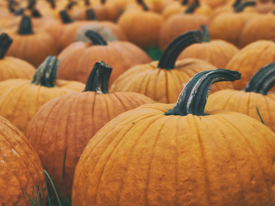 Squash Vegetable