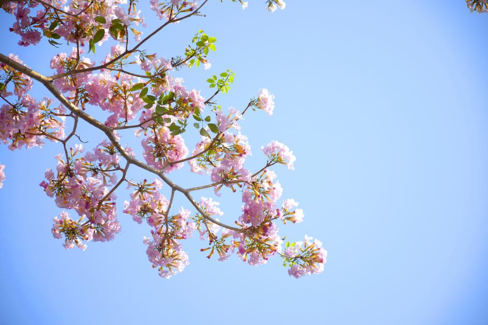 Flowers Nature