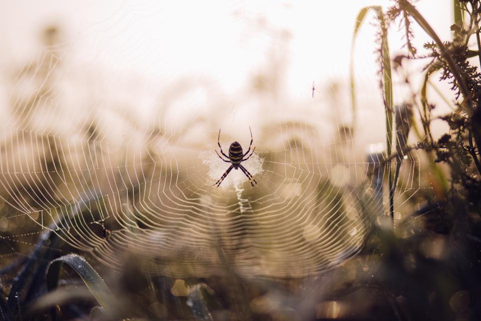 Spider Web