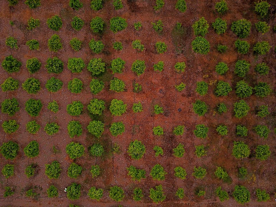 Green Trees