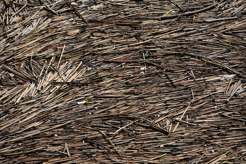 Wood Branches