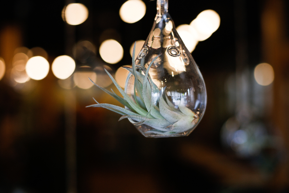 Air Plants