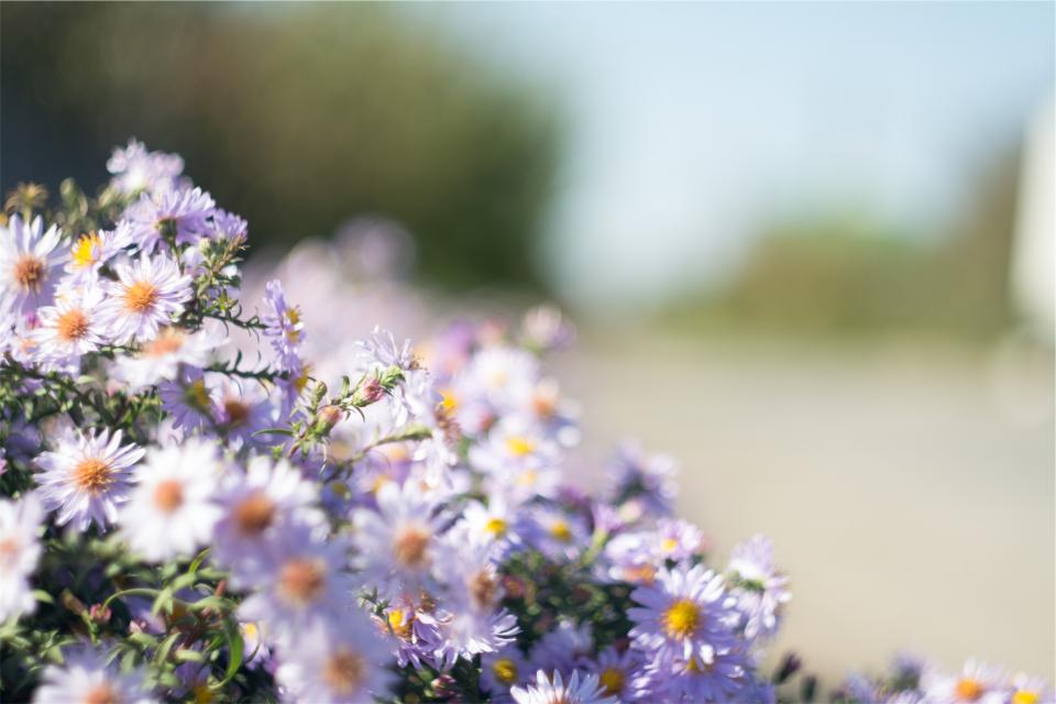 Purple Daisies