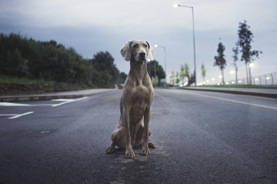 Breed Dog