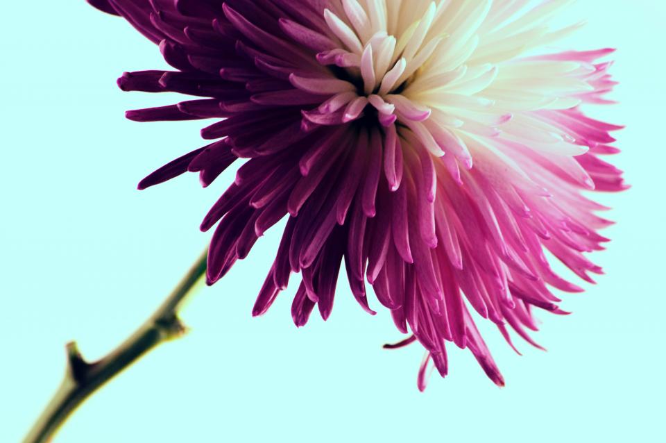 Flower Pink