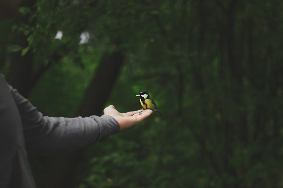 Small Bird