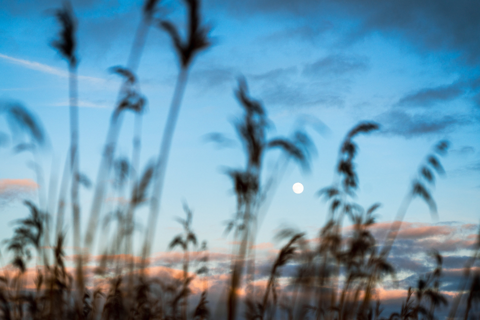 Defocused Nature
