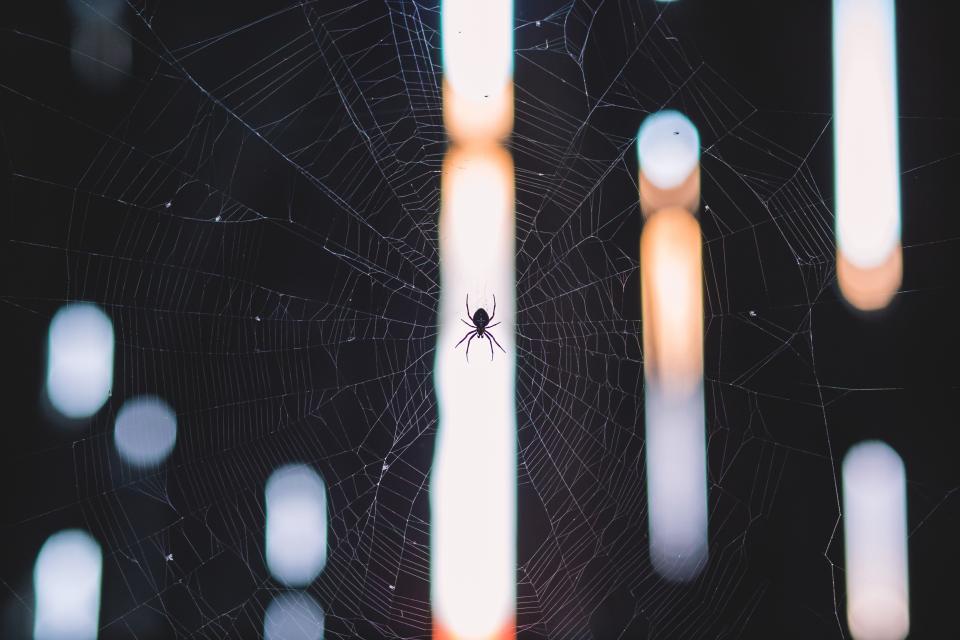 Spider Web