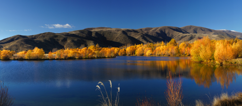 Autumn Foliage