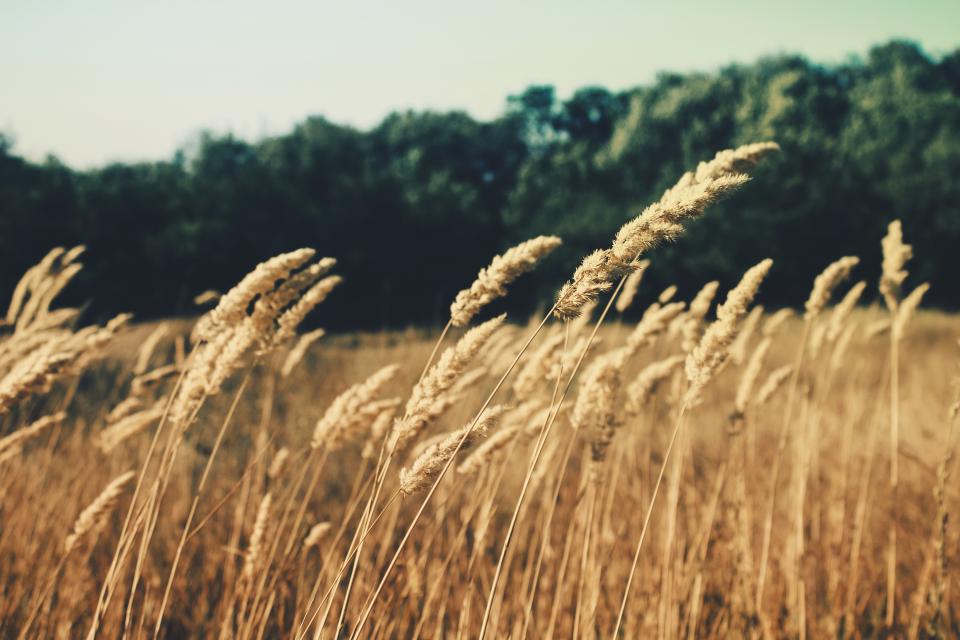 Barley Fields