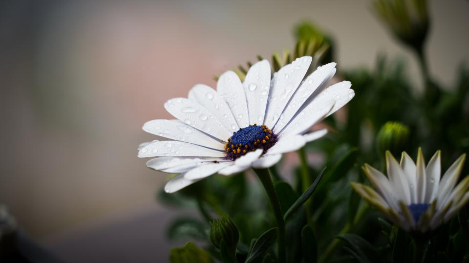 Flowers Nature