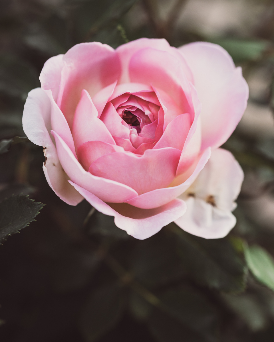 Flower Blossom