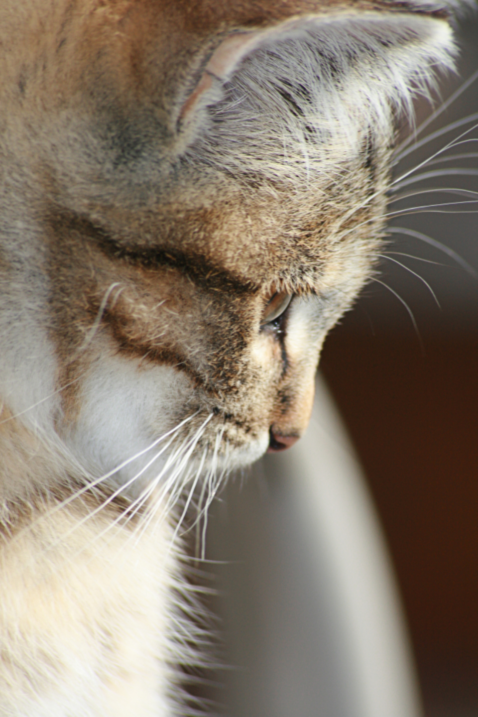 Animal Face