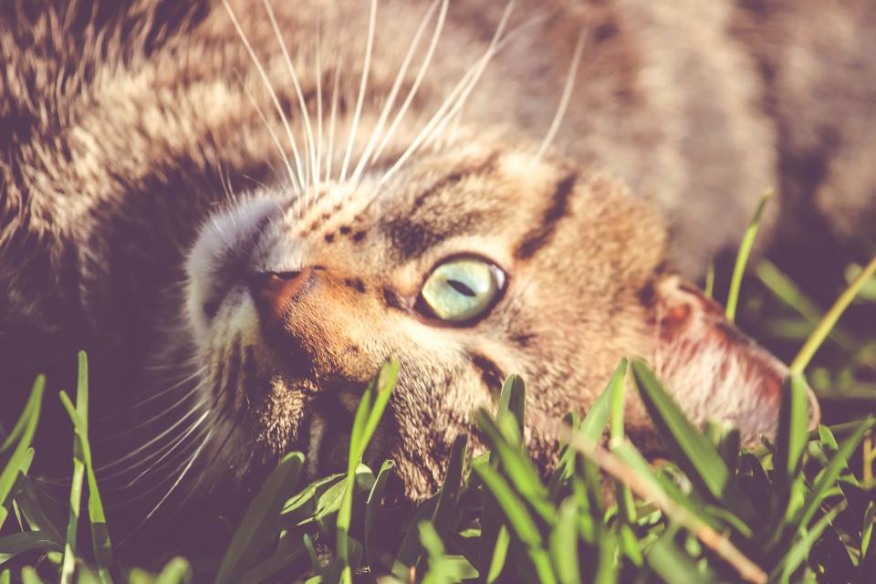 Cat Kitten