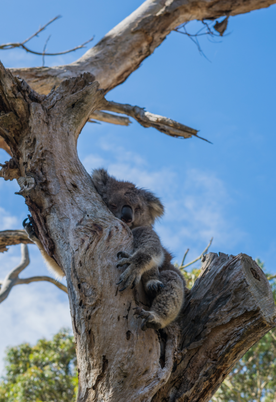 Koala Animal