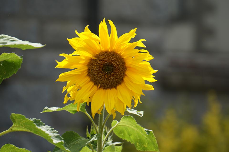 Plants Flower