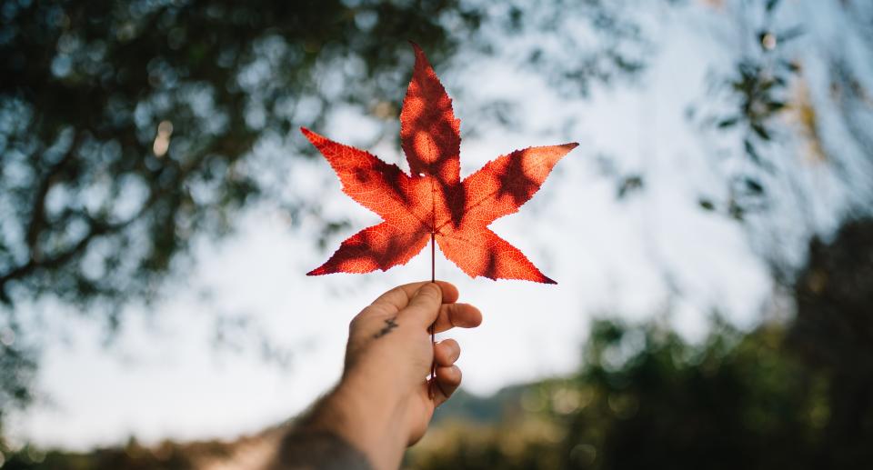 Leaf Autumn