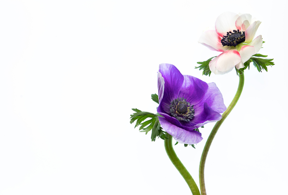 Isolated Flower