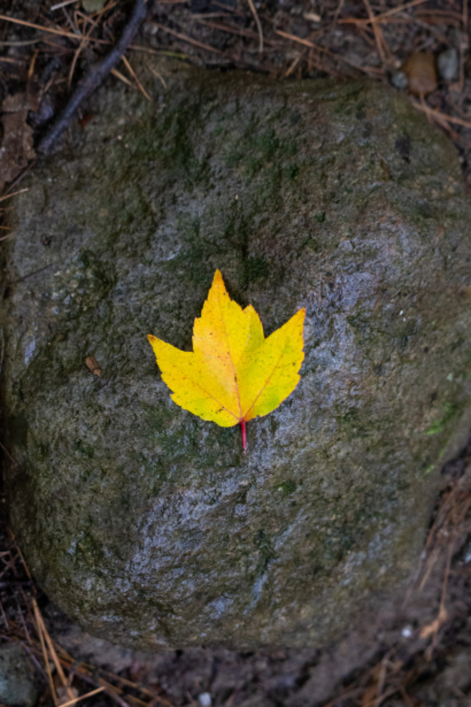 Lone Autumn