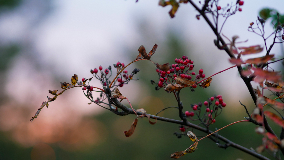 Autumn Tree