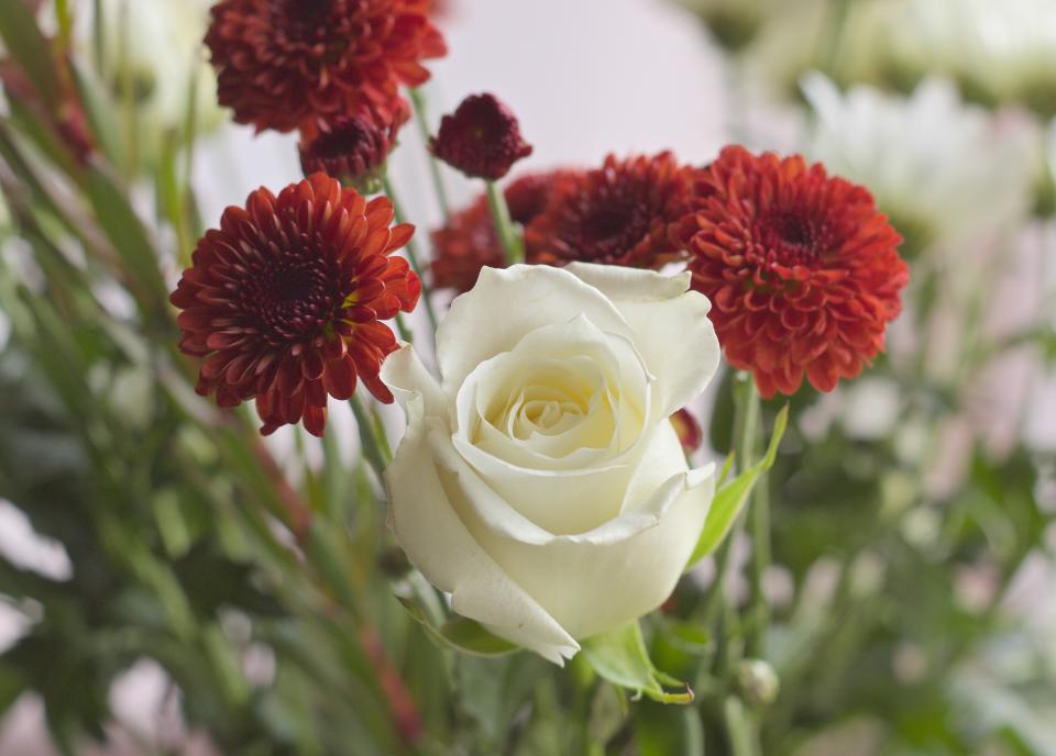 White Rose