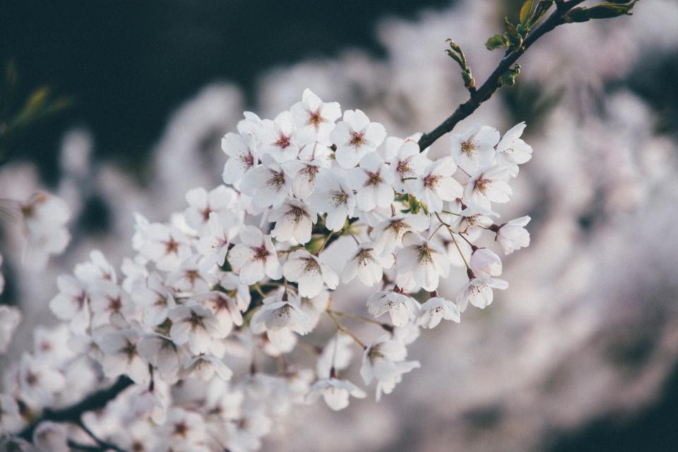 Flowers Nature