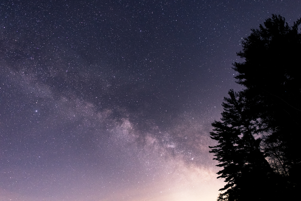 Night Tree