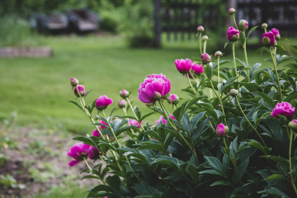 Blossoms Garden