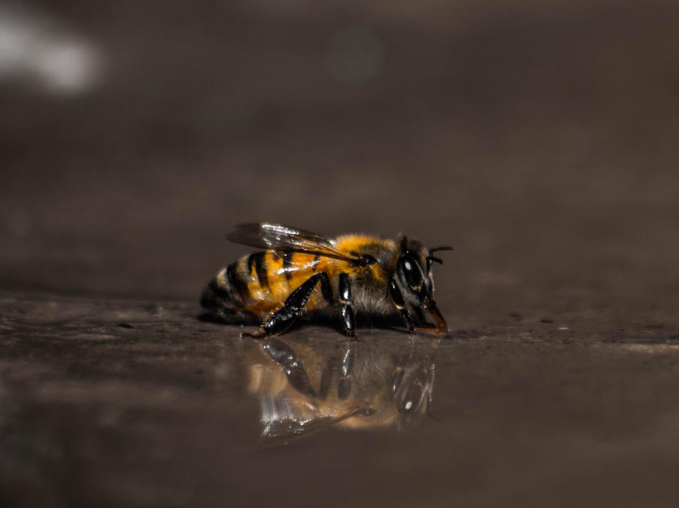 Bee Insect