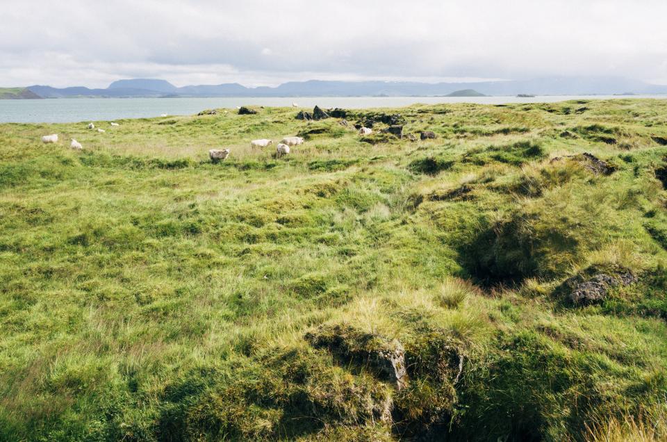 Sheep Animals