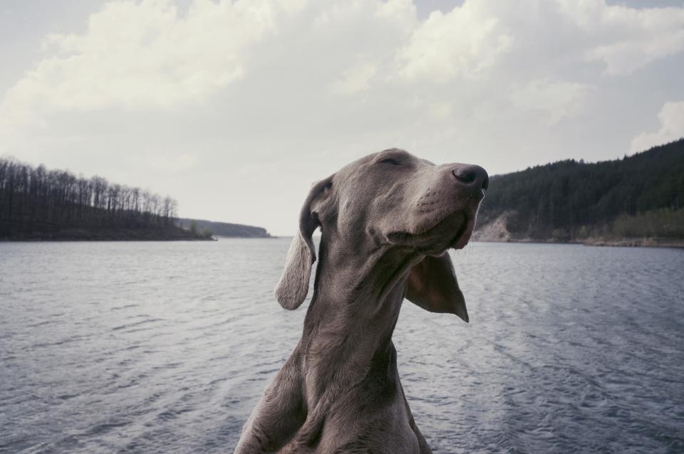 Weimaraner Breed