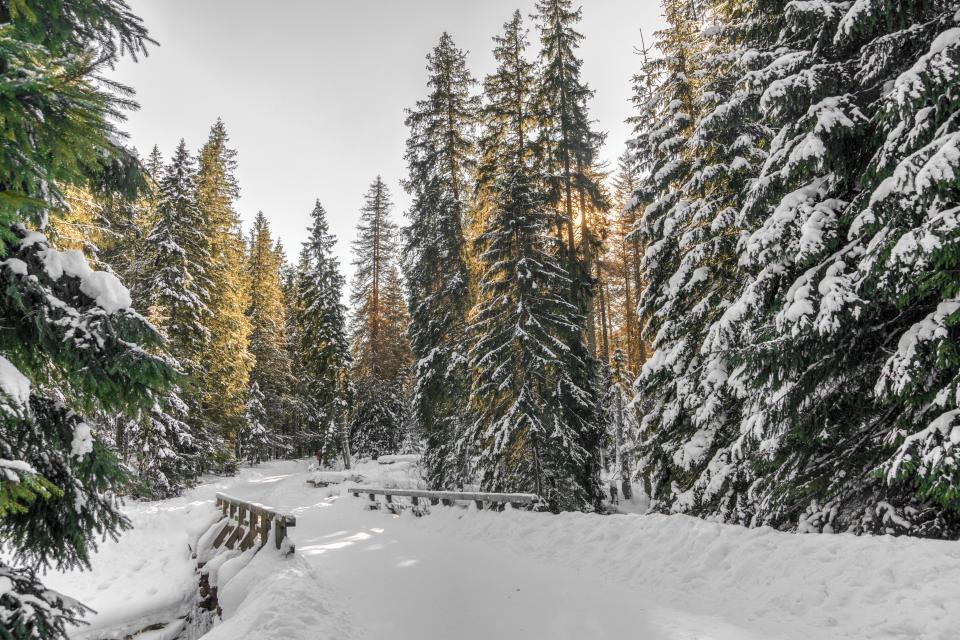 Snow Winter