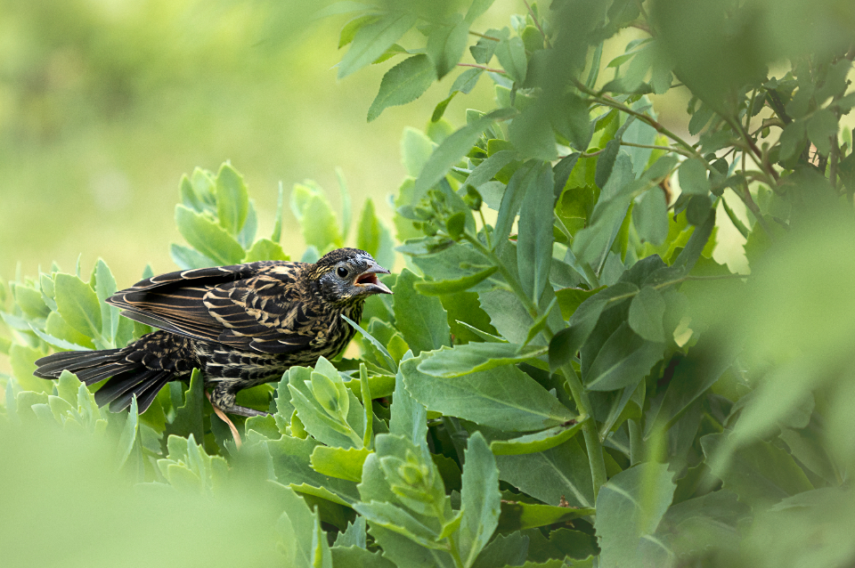 Bird Nature