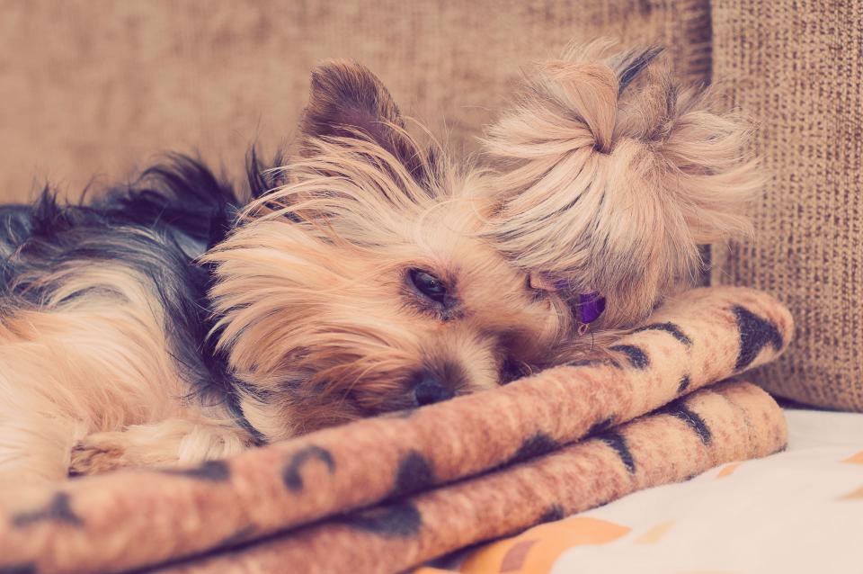 Yorkie Yorkshire Terrier