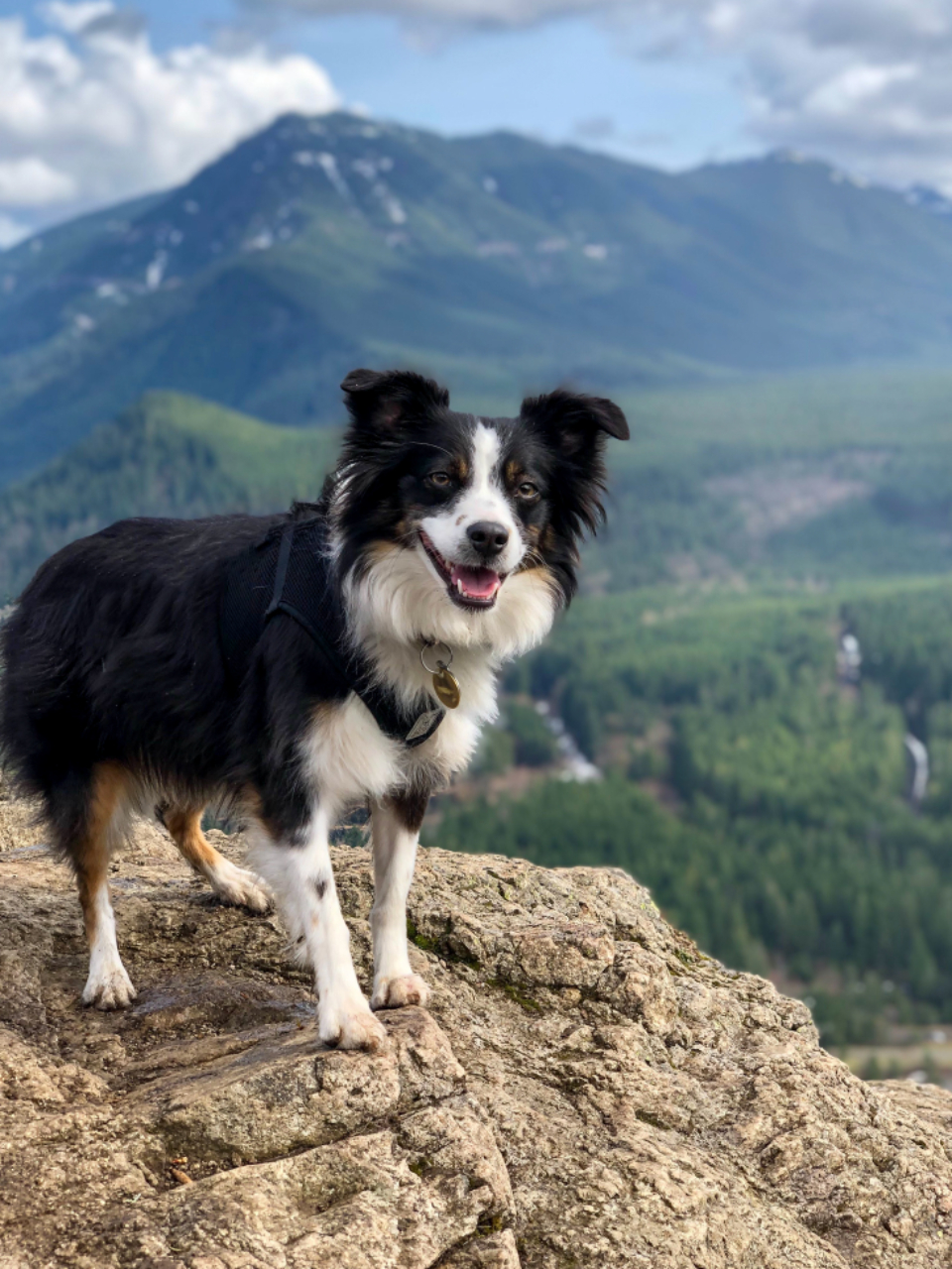 Dog Canine