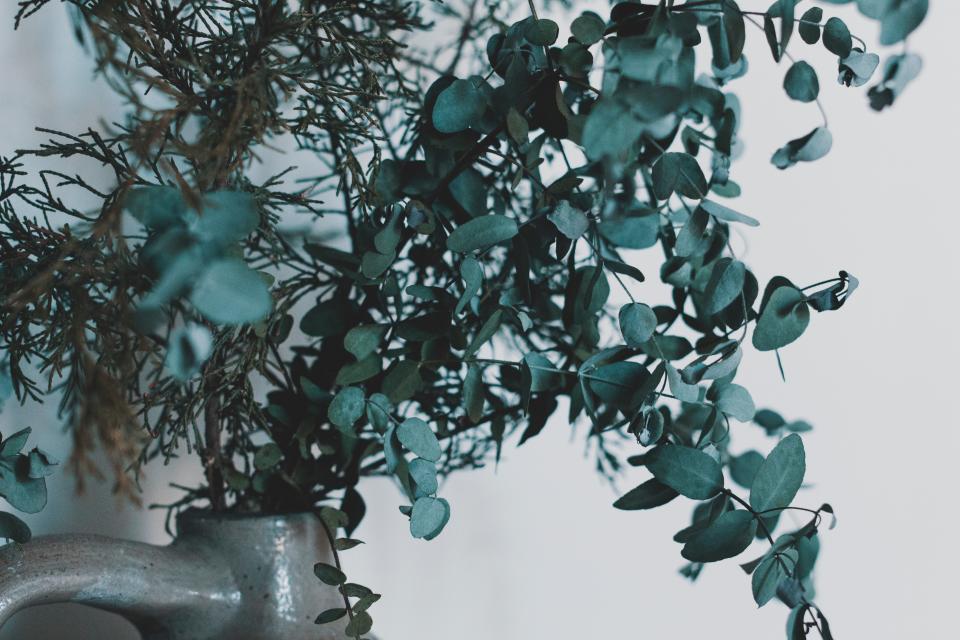 Leaves Green
